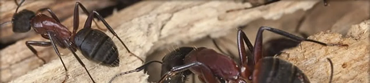 Close-up of ants on wood showing an active ant infestation in Albany, NY