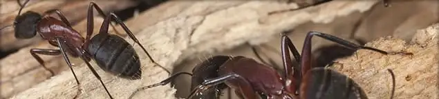 Close-up of ants on wood showing an active ant infestation in Albany, NY