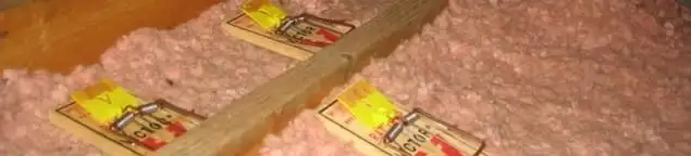 Mouse traps placed in an attic for rodent control in Albany, NY