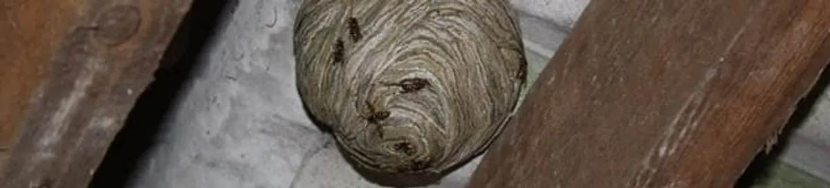 Wasp nest in an attic space, a common home infestation risk in Albany, NY