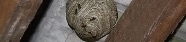 Wasp nest in an attic space, a common home infestation risk in Albany, NY