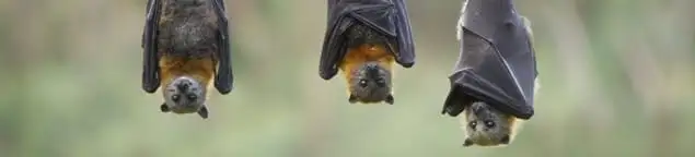 Bats roosting together, a common sign of a bat infestation in Albany, NY