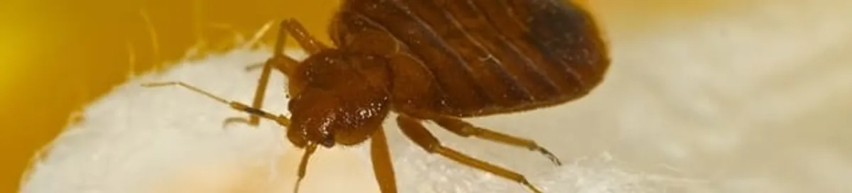 Close-up of a bed bug, a sign of an active infestation in Albany, NY