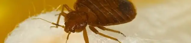 Close-up of a bed bug, a sign of an active infestation in Albany, NY