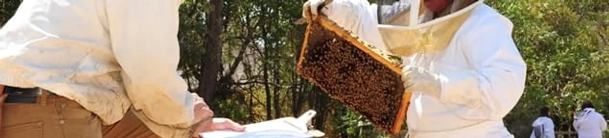 Bee removal specialists relocating a hive and honeycomb safely in Albany, NY
