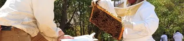 Bee removal specialists relocating a hive and honeycomb safely in Albany, NY