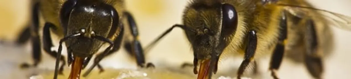 Close-up of honey bees, a sign of a nearby hive in Albany, NY