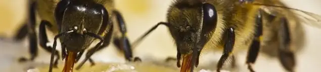 Close-up of honey bees, a sign of a nearby hive in Albany, NY