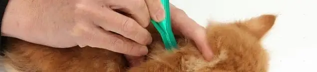 Flea treatment for pets using a flea comb, a sign of flea problems in Albany, NY