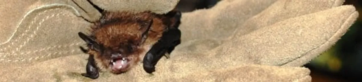Bat removal specialist holding a bat safely during humane exclusion in Albany, NY