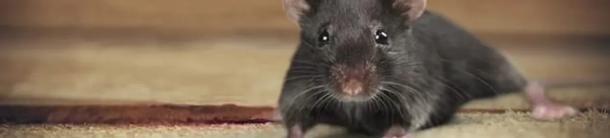 Mouse indoors, a common sign of a rodent infestation in Albany, NY