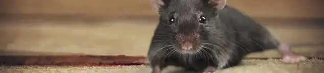 Mouse indoors, a common sign of a rodent infestation in Albany, NY