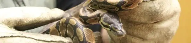 Snake removal specialist safely handling a snake with protective gloves in Albany, NY