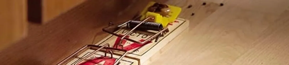 Rodent trap set indoors for rodent control and prevention in Albany, NY
