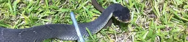 Snake in a yard, a common sign of a snake problem near a home in Albany, NY