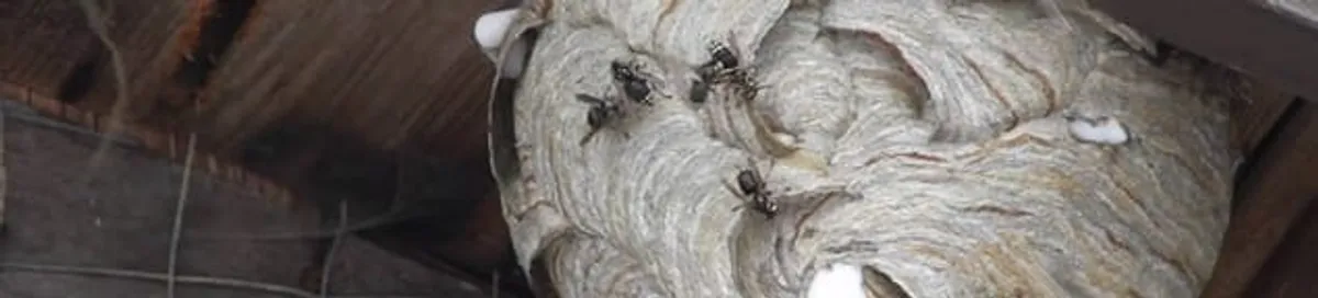 Close-up of a wasp nest with active wasps, a sign of an infestation in Albany, NY