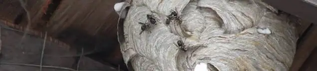 Close-up of a wasp nest with active wasps, a sign of an infestation in Albany, NY